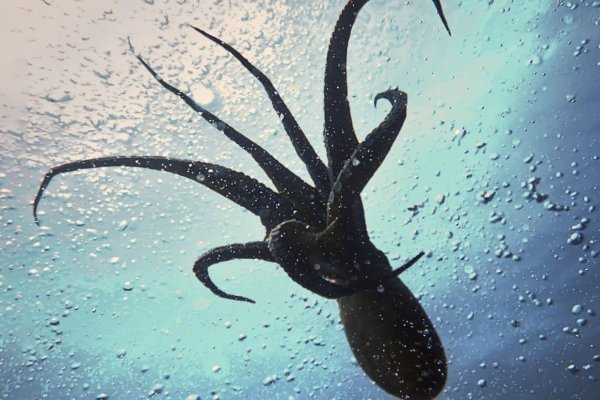 Https kraken at