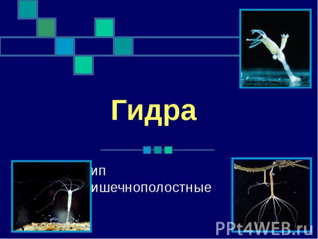 Мега онион торговая